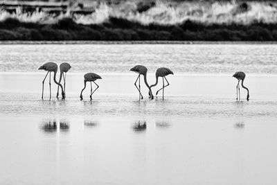 Birds in lake