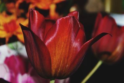 Close-up of red rose