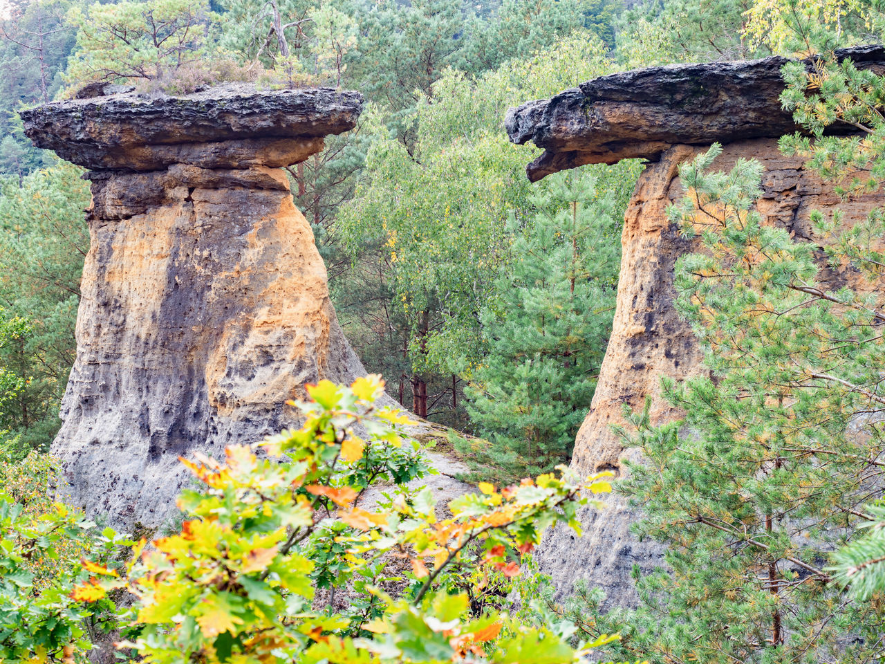 TREE TRUNK AMIDST ROCKS