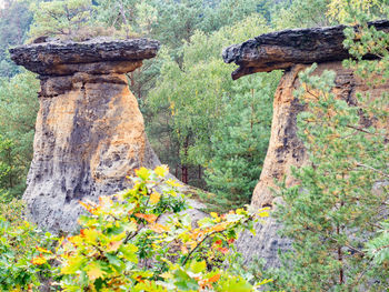 Tree trunk amidst rocks in forest