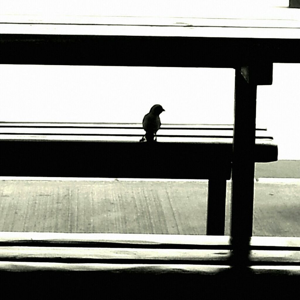 railing, built structure, silhouette, architecture, rear view, full length, clear sky, men, walking, standing, lifestyles, bridge, low angle view, person, bridge - man made structure, copy space, connection, leisure activity