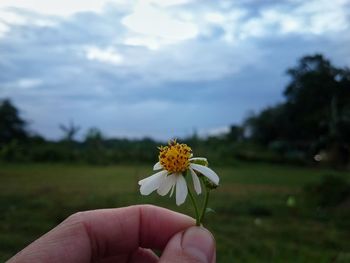 Close-up of hand holding yellow flower blooming on field