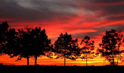 Silhouette of trees at sunset