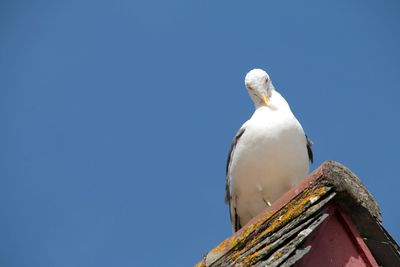 Low angle view of seagull perching on the sky