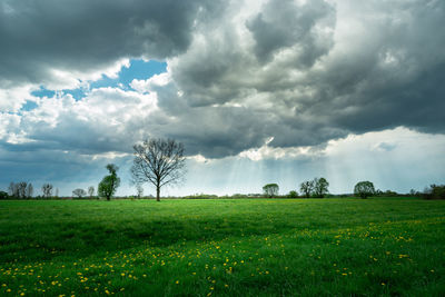 Green meadow and yellow flowers, dark clouds and sunbeams