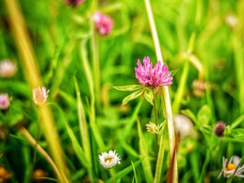 Close-up of purple flowering plant