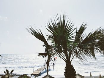 Palm tree by sea against sky