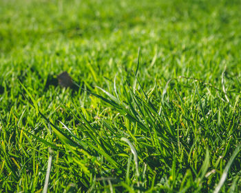 Full frame shot of green grass on field