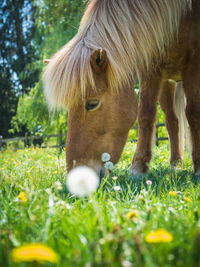 Horses in a field