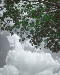 Low angle view of trees against sky