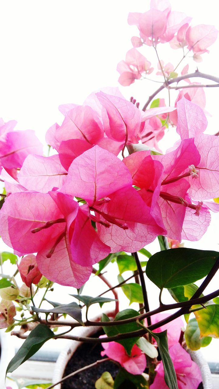 flower, freshness, fragility, pink color, petal, growth, beauty in nature, close-up, nature, flower head, pink, blooming, low angle view, in bloom, blossom, leaf, focus on foreground, plant, branch, stem