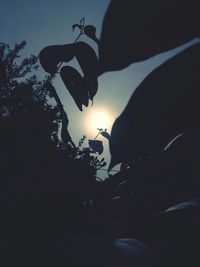 Close-up of silhouette tree against sky during sunset