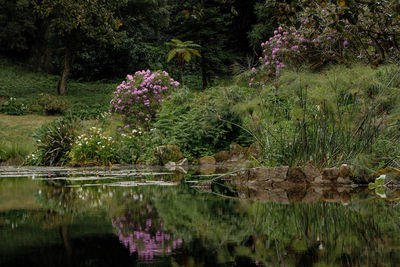 Scenic view of lake by trees