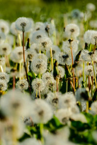 Close-up of flowering plant on field