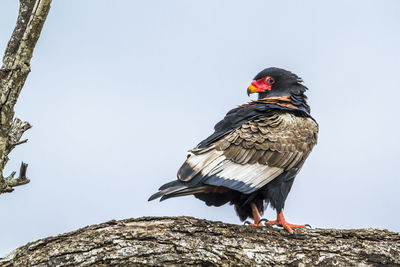 Low angle view of bateleur eagle perching on wood against clear sky