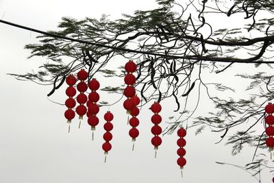 Low angle view of red berries on tree