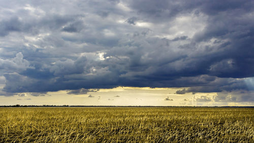 Scenic view of agricultural field against sky