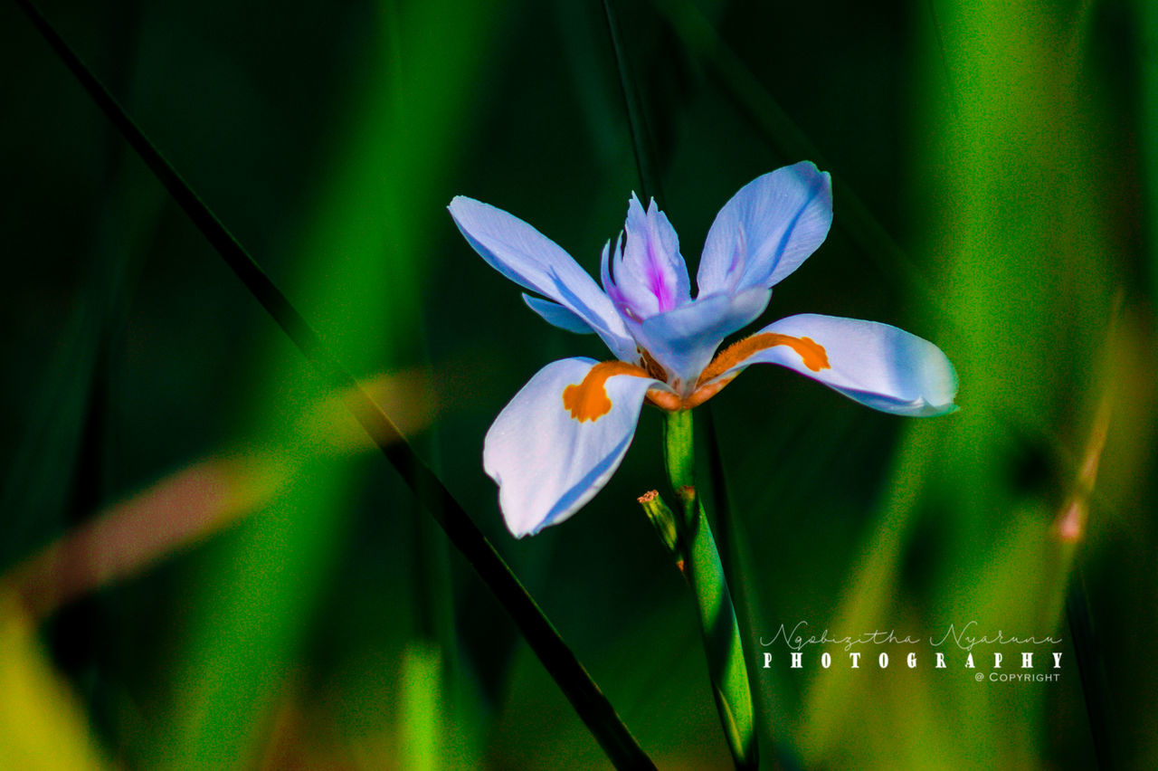 flower, flowering plant, plant, freshness, fragility, petal, vulnerability, beauty in nature, growth, flower head, inflorescence, close-up, purple, nature, no people, iris, focus on foreground, day, botany, pollen, iris - plant