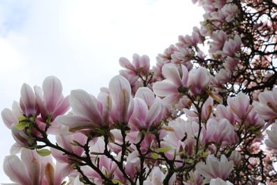 Low angle view of pink flowers against sky