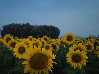 Close-up of yellow flowering plants on field against sky
