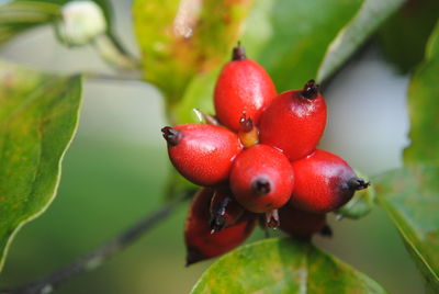 Close-up of red cherries