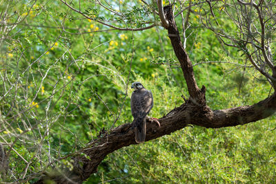 Bird perching on a tree