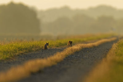 Red fox pup from kopacki rit, croatia