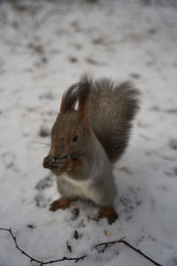 High angle view of squirrel on snow