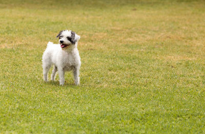 Terrier dog mix plays in a dog park in summer.