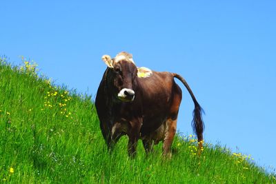 Cow grazing on landscape