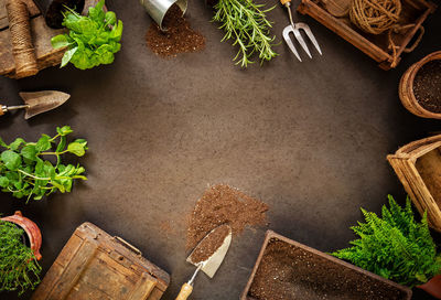 High angle view of potted plant