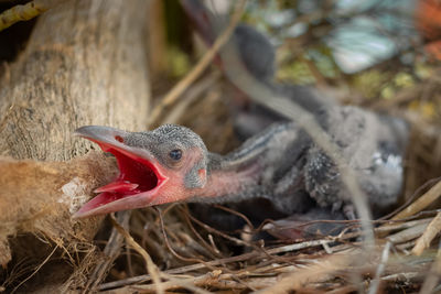 Close-up of bird in nest