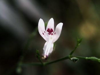 Close-up of white pink flower