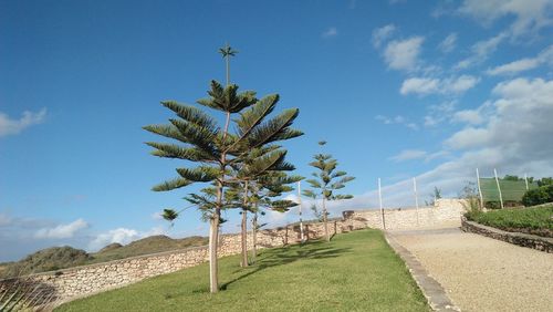 Tree by road against sky