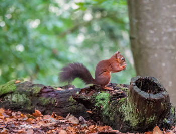 Squirrel on tree stump