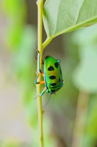 Close-up of insect on leaf