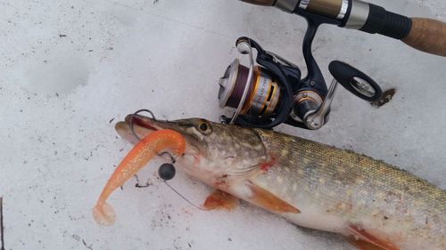 High angle view of fish on snow