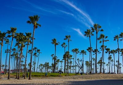 Palm trees on field against blue sky