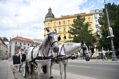 Horse cart on street in city