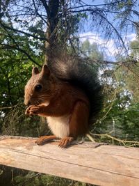 Close-up of squirrel sitting on tree