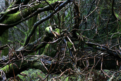 Dead tree in forest