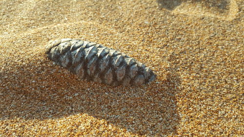 High angle view of crab on sand