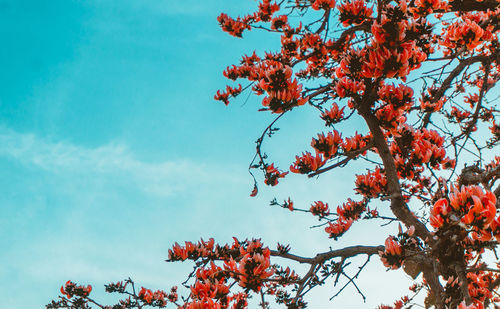 Low angle view of flowering tree against sky