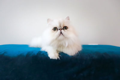 Close-up portrait of white cat