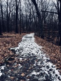 Snow covered bare trees in forest during winter