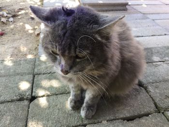 Close-up of cat relaxing on footpath