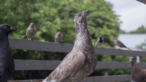 Close-up of birds perching on railing