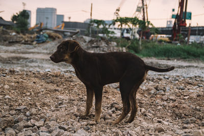 Dog standing on field