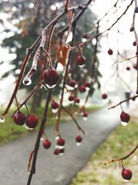 Close-up of berries on branch