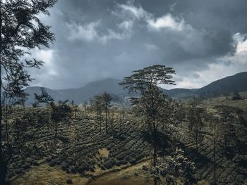 Scenic view of pine trees against sky